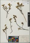 Foto von Salix glabra Scop.